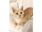 Adopt Hollie a Orange or Red (Mostly) Domestic Shorthair (short coat) cat in