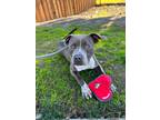 Adopt Rocky a Gray/Blue/Silver/Salt & Pepper Pit Bull Terrier / Mixed Breed