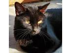 Adopt KC a All Black Domestic Shorthair / Mixed cat in St.Jacob, IL (34434945)