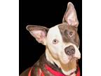 Adopt Kramer a Pit Bull Terrier / Catahoula Leopard Dog / Mixed dog in Atlanta