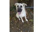 Adopt Bailey a White - with Black Great Pyrenees / Shepherd (Unknown Type) /
