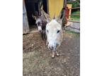 Adopt Chloe & Daisy May a Donkey