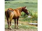 Adopt Sandra Dee a Quarterhorse, Rocky Mountain Horse