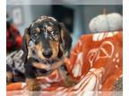 Dachshund PUPPY FOR SALE ADN-682517 - Miniature dachshund
