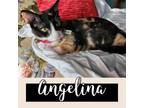 Adopt Angelina a Calico