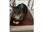 Adopt Olive a Domestic Short Hair