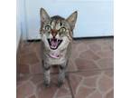 Adopt ZIMENA - great with dogs! a Tabby, American Shorthair