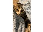 Adopt baby flintii a Abyssinian, Domestic Short Hair