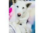 Adopt Princess Snow White a Siberian Husky, German Shepherd Dog