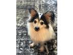 Adopt Rui a Papillon