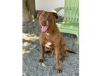 Adopt Loki a Labrador Retriever