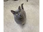 Adopt Blue a Russian Blue, Domestic Short Hair