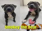 Adopt SMOKEY THE BEAR a Pit Bull Terrier