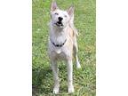 Adopt Jackson a Husky, Shepherd