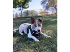 Adopt Floyd a Pit Bull Terrier, Mixed Breed
