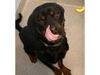 Adopt FRANKIE the baby Rottweiler a Rottweiler