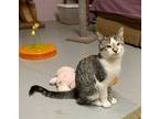 Adopt Adam a Domestic Short Hair