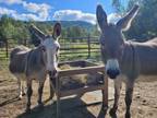 Adopt Jingle & Belle a Donkey