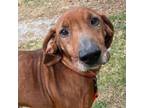 Adopt Ryder a Redbone Coonhound