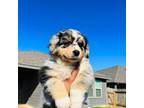 Australian Shepherd Puppy for sale in Richmond, TX, USA