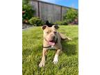 Adopt Zeus a American Staffordshire Terrier, Staffordshire Bull Terrier