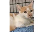 Adopt Joey a American Shorthair