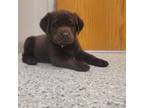 Labrador Retriever Puppy for sale in Riverdale, MI, USA