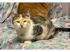 Adopt Trivia a Calico