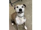 Adopt Kodi a Boxer, Pit Bull Terrier