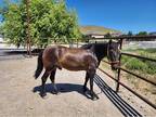 Charming Small Mustang Gelding