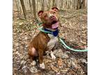 Adopt Persimmon a Staffordshire Bull Terrier