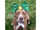 Adopt Jackie AVAILABLE a American Staffordshire Terrier