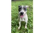 Adopt Bandida a White - with Gray or Silver Pit Bull Terrier / Mixed dog in