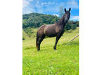  [url removed] TRAIL READY CHOCOLATE ROCKY MTN MARE