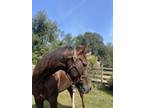 Ultra Quiet Saddlebred Gelding