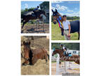 Winning show jumper