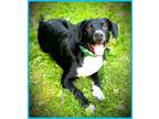 Adopt Khai a Black - with White Beagle / Labrador Retriever / Mixed dog in Siler