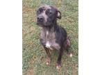 Adopt Cam A Pit Bull Terrier