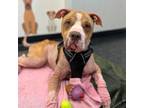 Adopt Roxie the brave pup a Pit Bull Terrier