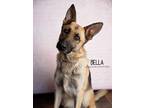 Adopt Bella a Black - with Tan, Yellow or Fawn German Shepherd Dog dog in