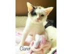 Adopt Claret *kitten* a Calico