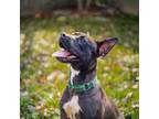 Adopt Tina a Staffordshire Bull Terrier