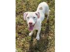 Adopt Galaxy a Mixed Breed