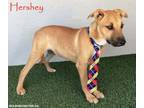 Adopt Hershey A Boxer, Labrador Retriever