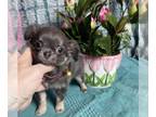 Chihuahua PUPPY FOR SALE ADN-683267 - Tiny BUNNY Zelle and bank wires ok