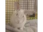 Adopt Beansprout a Bunny Rabbit