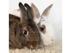 Adopt Bloomsbury / Bexley A Bunny Rabbit