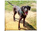 Adopt Lucky Knox A Black Labrador Retriever