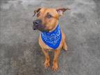 Adopt WILLY a Mastiff, Mixed Breed