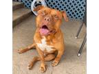 Adopt Hector A Staffordshire Bull Terrier